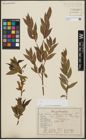 Foto von Salix alba L. x Salix pentandra L.